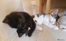 Bengal cats for sale: 4 bengal cross tabby kittens  - Image 15