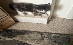 Turkish Angora cats for sale: 3 males 1 grey two black 1 tortie female - Image 6