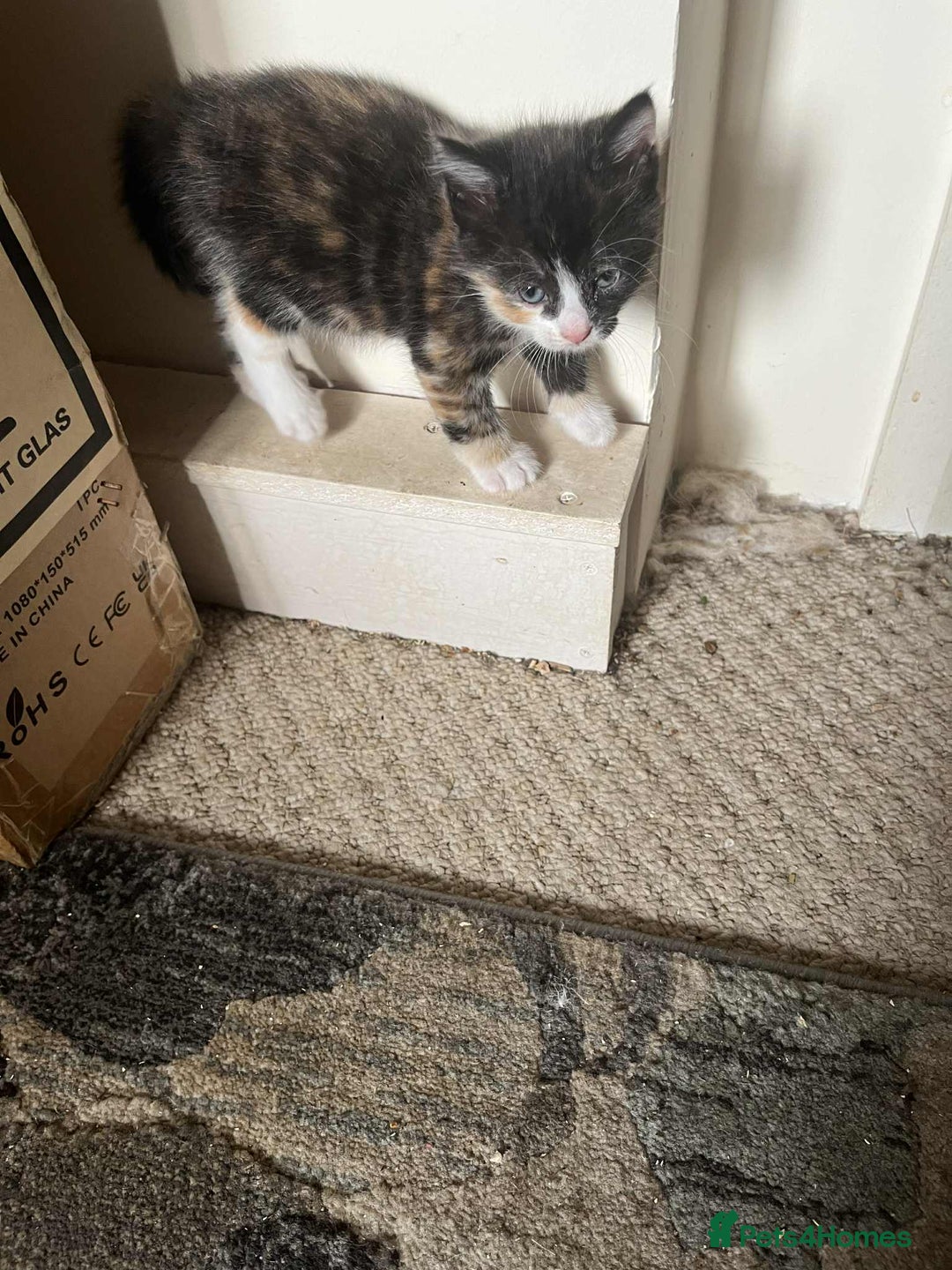 Turkish Angora cats for sale: 3 males 1 grey two black 1 tortie female - Image 6