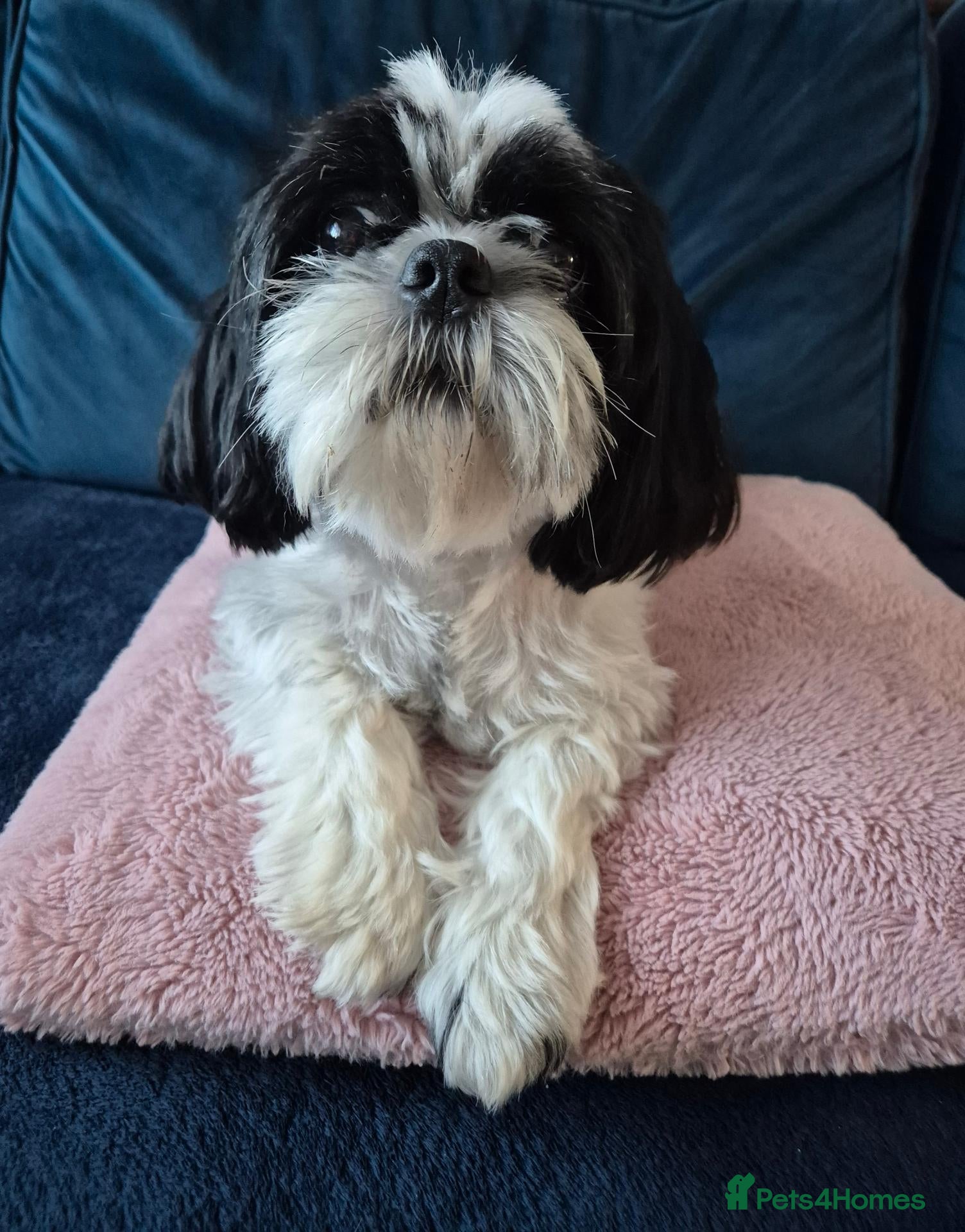 Shih Tzu dogs Puppy for sale  - Advert 1