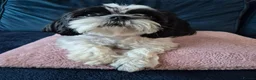 Shih Tzu dogs for sale: Puppy for sale  in Glasgow - Advert 1