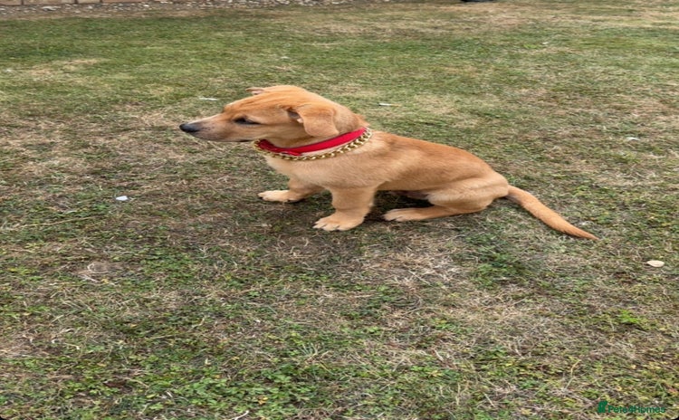 Labrador Retriever dogs - Advert 15