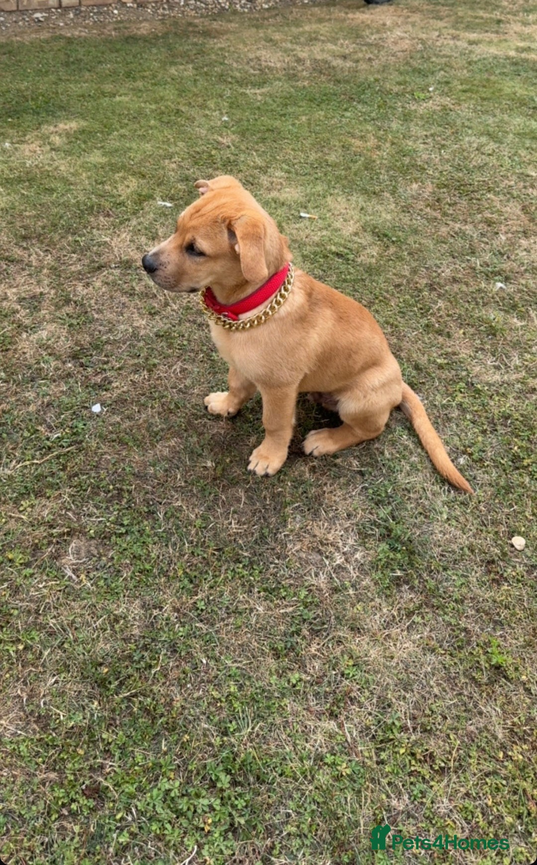 Labrador Retriever dogs for sale: Simba looking for a new family🥰 - Image 1