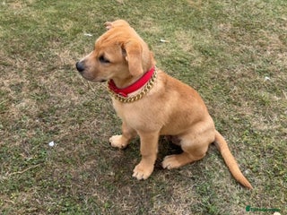 Labrador Retriever dogs - Advert 23