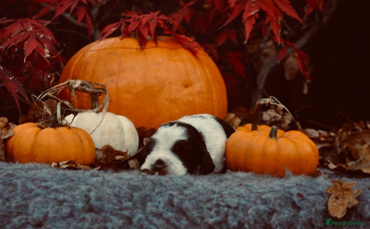 English Springer Spaniel dogs English springer spaniel puppies  - Advert 6