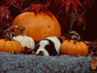 English Springer Spaniel dogs English springer spaniel puppies - Advert 1