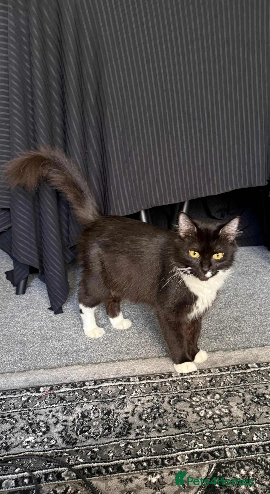 Mixed Breed cats for sale: Maine Coon x British shorthair - Advert 2