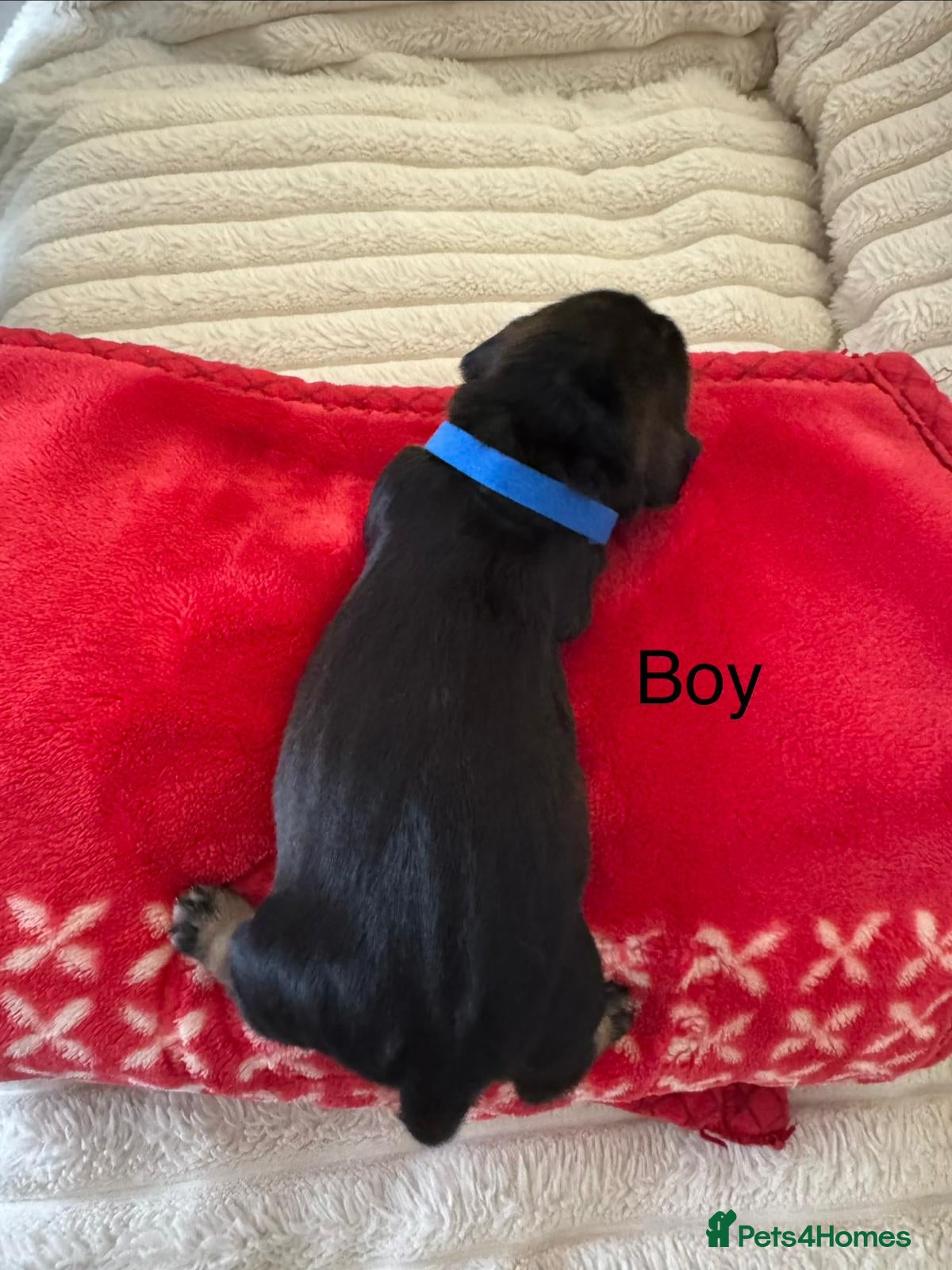 Dachshund dogs Wire haired dashund wild bore  - Advert 1