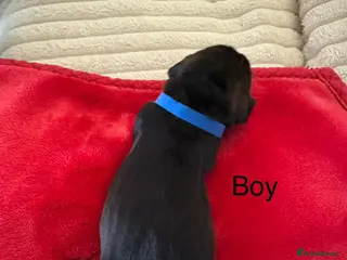 Dachshund dogs Wire haired dashund wild bore - Advert 1