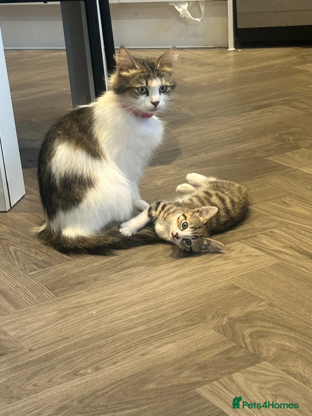 Norwegian Forest Cat cats for sale: Last female Norwegian Forrest  - Advert 1