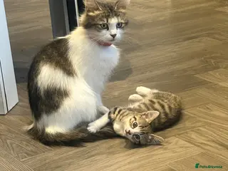 Norwegian Forest Cat cats Last female Norwegian Forrest - Advert 3