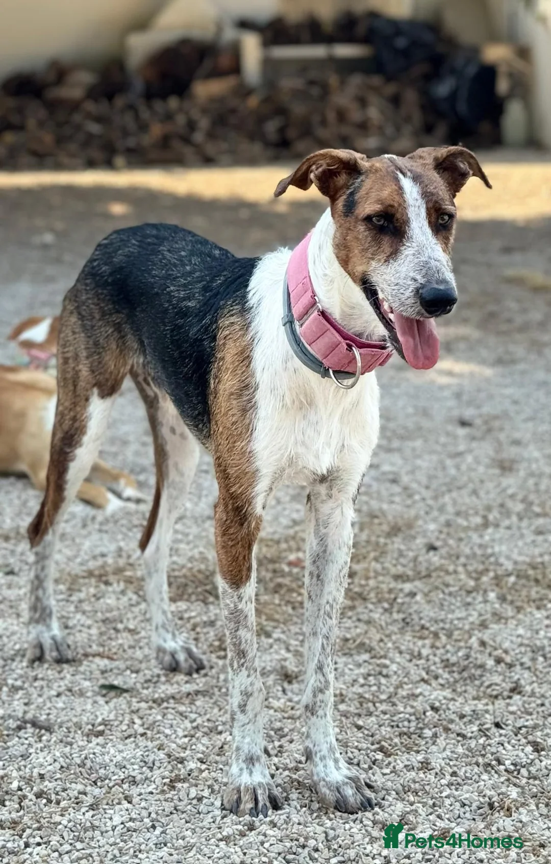Mixed Breed dogs for adoption: 🐶Rex the perfect pack companion 😍  - Advert 1
