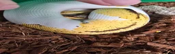 Python Snake reptiles for sale: Various Royal Pythons - Advert 9