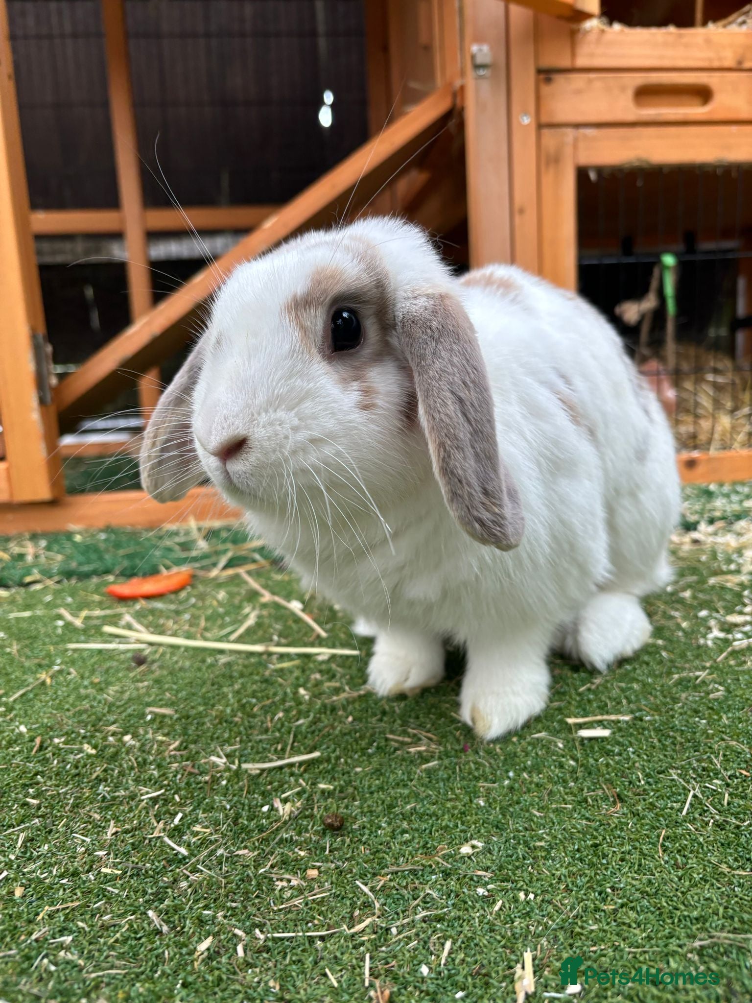 Mixed Breed rabbits Female Rabbit (Lilly) – Forever Home Wanted - Advert 4
