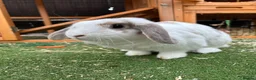 Mixed Breed rabbits for sale: Female Rabbit (Lilly) – Forever Home Wanted - Advert 1