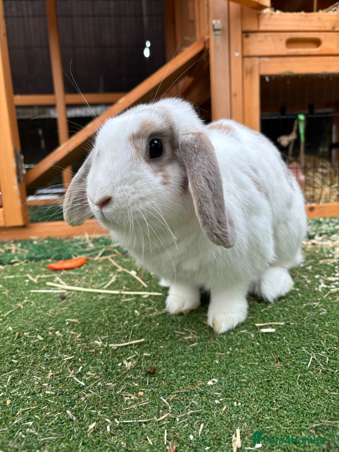 Mixed Breed rabbits for sale: Female Rabbit (Lilly) – Forever Home Wanted - Advert 1