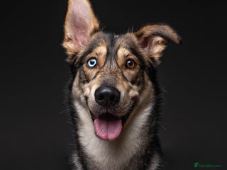 Shepsky dogs for stud: Beautiful Husky x German Shepard for STUD in Leeds - Advert 1