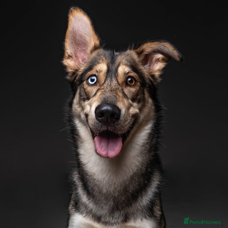 Shepsky dogs Beautiful Husky x German Shepard for STUD in Leeds - Advert 3