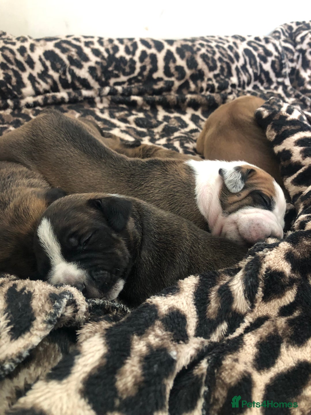 Staffordshire Bull Terrier dogs for sale: Staffordshire bull terrier puppies - Image 4