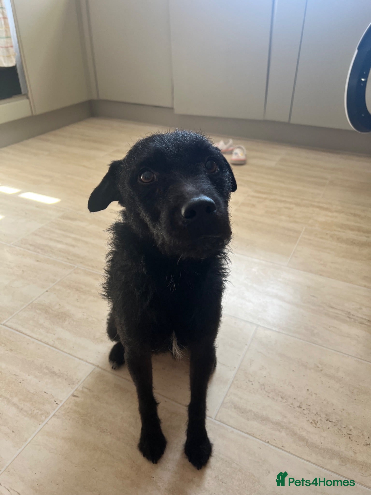Patterjack dogs Patterdale / Jack Russel  - Advert 1