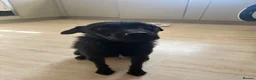 Patterjack dogs for sale: Patterdale / Jack Russel  - Advert 1