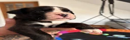 Boxer dogs for sale: 9 Beautiful Boxer Puppies - Advert 2