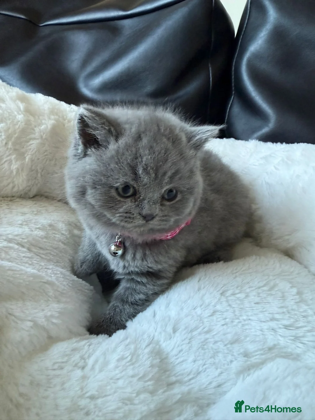 British Shorthair cats for sale: 2 British shorhair girls available  - Advert 26