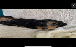 Miniature Dachshund dogs for sale: KC Long haired miniature dachshund puppies - Image 3