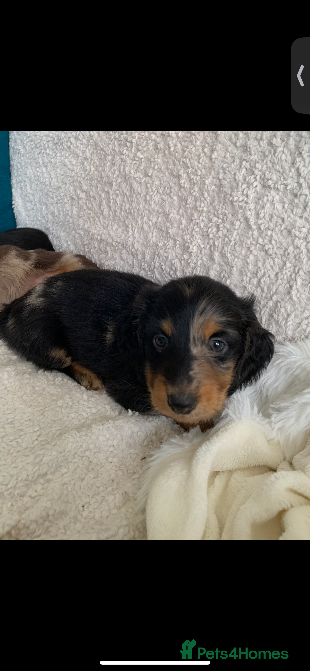 Miniature Dachshund dogs for sale: KC Long haired miniature dachshund puppies - Image 3