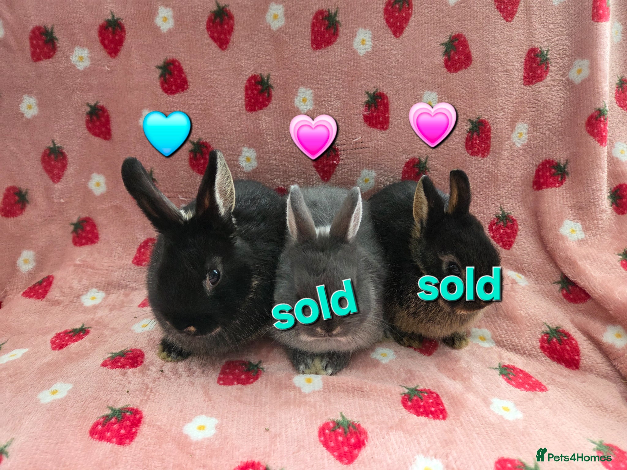 Netherland Dwarf rabbits Last  Netherland Dwarf black otter 8weeks - Advert 2