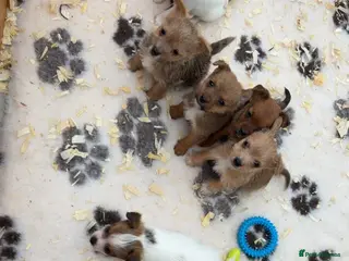 Jack Russell dogs Gorgeous jack russell puppy - Advert 3