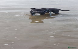 Staffordshire Bull Terrier dogs for stud: Blue short leg staffy for stud - Image 8