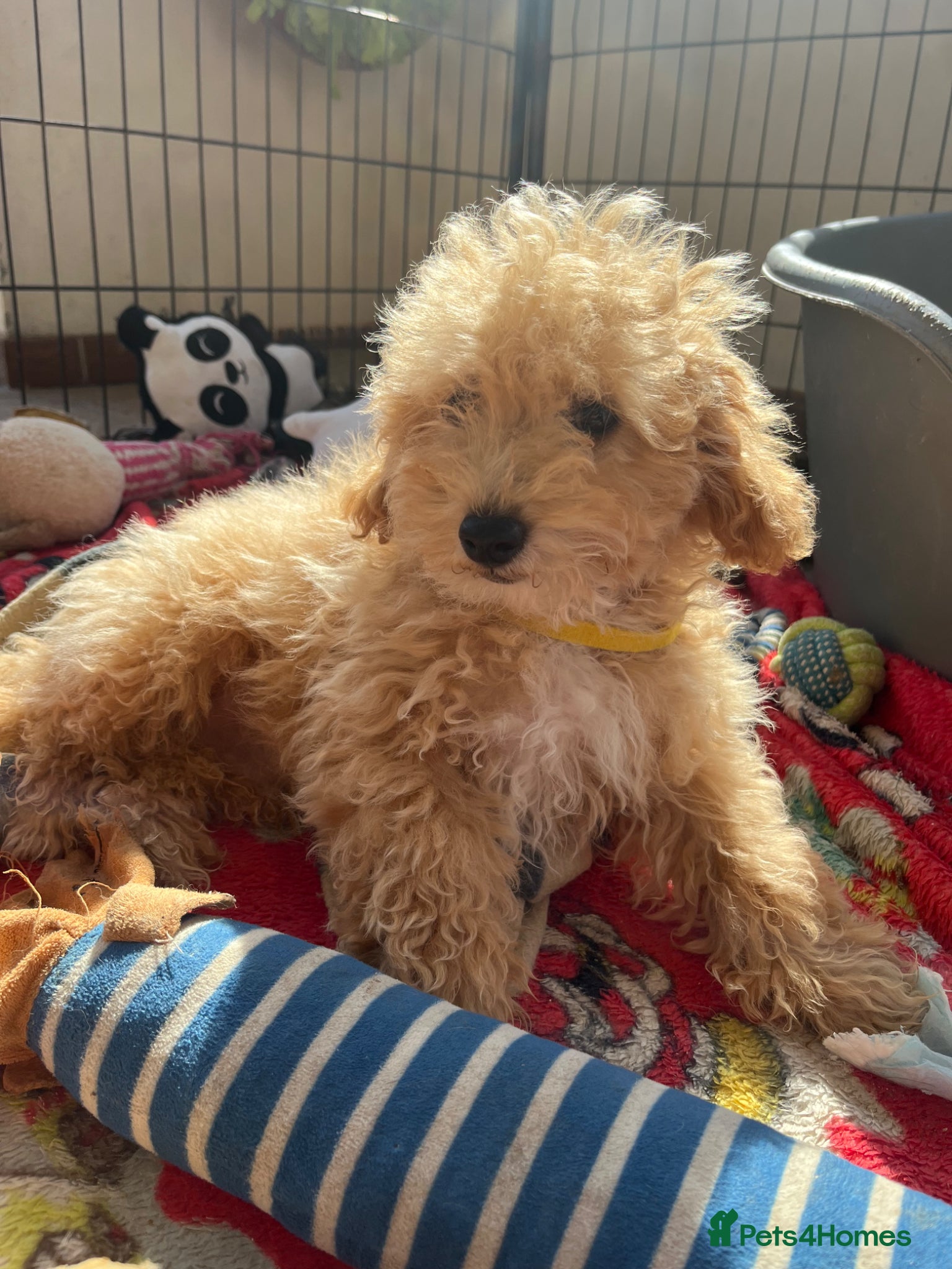 Poochon dogs Poochon puppies  - Advert 5