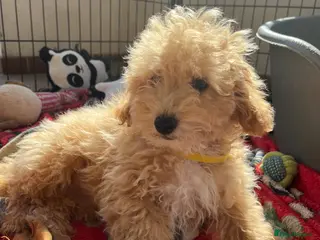 Poochon dogs Poochon puppies - Advert 5