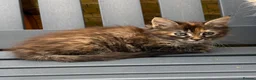 Maine Coon cats for sale: GCCF Fully Registered Maine Coon Kittens  - Advert 29