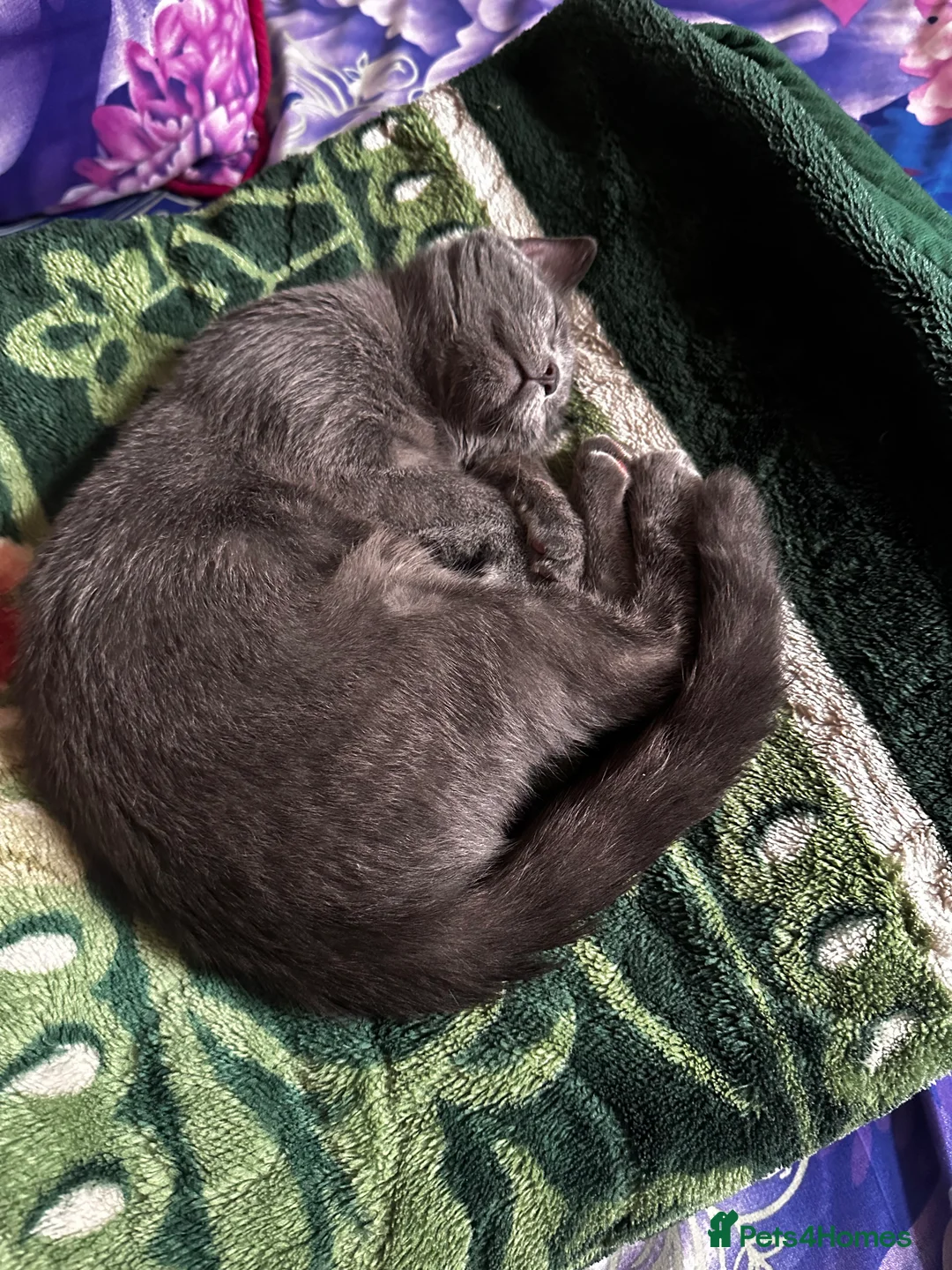 Mixed Breed cats for sale: British shorthair  - Advert 1