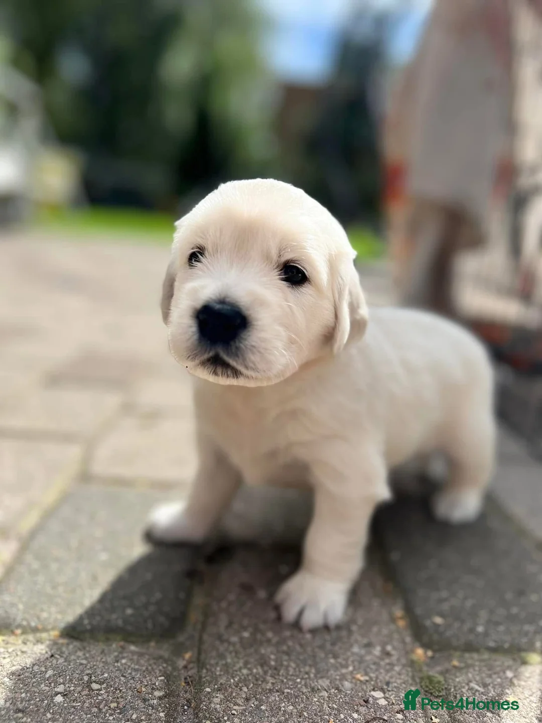 Golden Retriever dogs for sale: White Golden retrievers available  - Advert 17