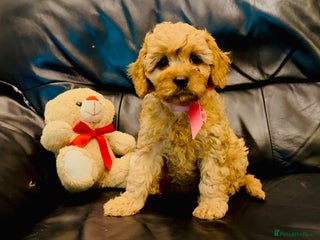 Cavapoo dogs READY NOW DNA & Heart tested Cavapoo pups - Advert 7