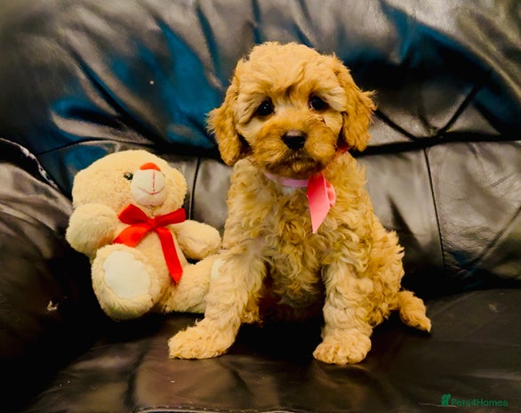 Cavapoo dogs READY NOW DNA & Heart tested Cavapoo pups - Advert 10