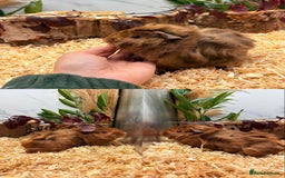 Guinea Pig rodents for sale: ✨Baby Guinea Pigs Available Girls ✨💗 - Image 6