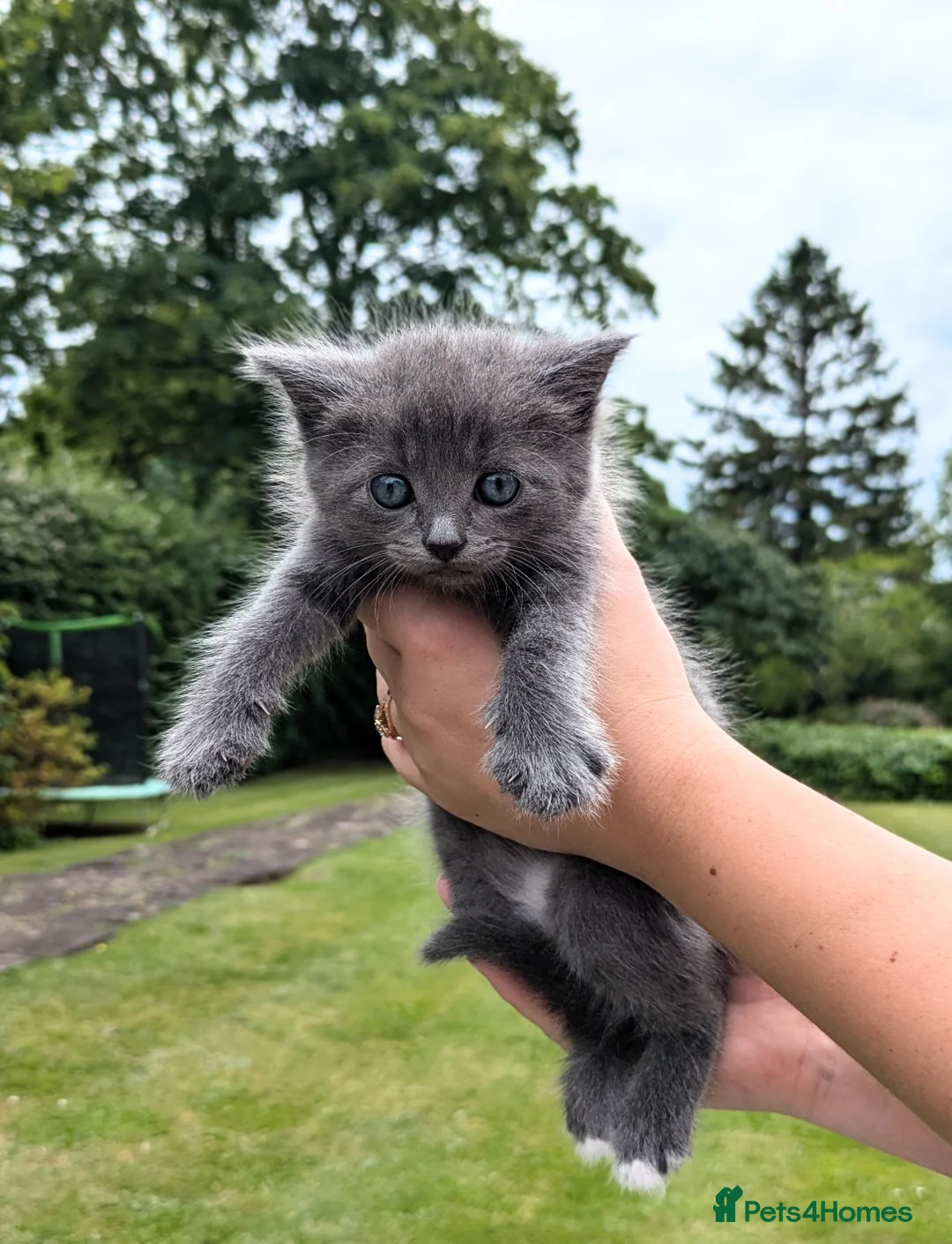 Mixed Breed cats for sale: Need Sale ASAP 3 Kittens & 2 Cats Available  in Gloucester - Advert 2