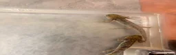 Axolotl reptiles for sale: Baby Axolotol’s  - Advert 7