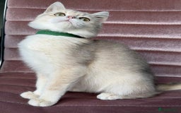 British Shorthair cats for sale: Stunning BSH golden/silver Kittens TICA - Advert 29