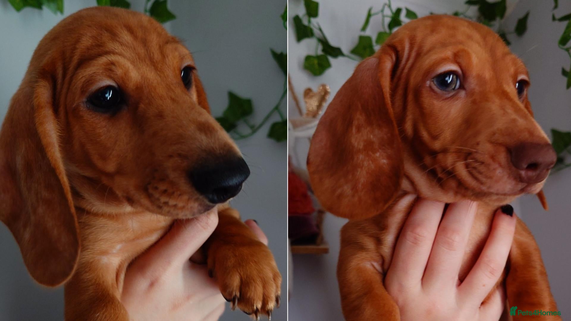 Miniature Dachshund dogs Beautiful Miniature Puppy Dachsung  - Advert 2