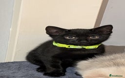 Mixed Breed cats for sale: Beautiful Kittens - Image 24