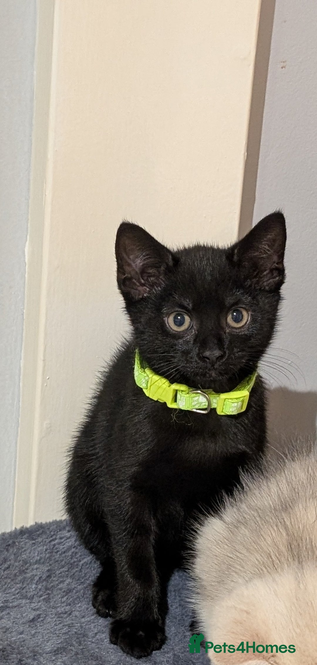 Mixed Breed cats for sale: Beautiful Kittens - Image 24