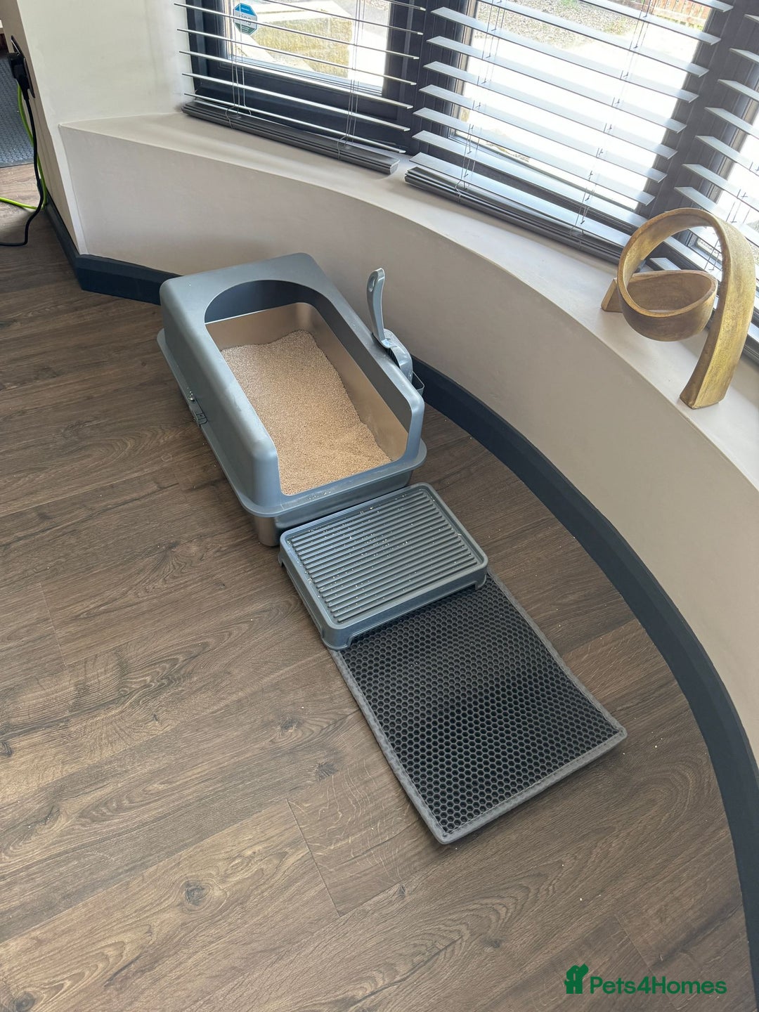 Ragdoll cats for sale: Beautiful Male Pure Full Breed Ragdoll Cat - Advert 8