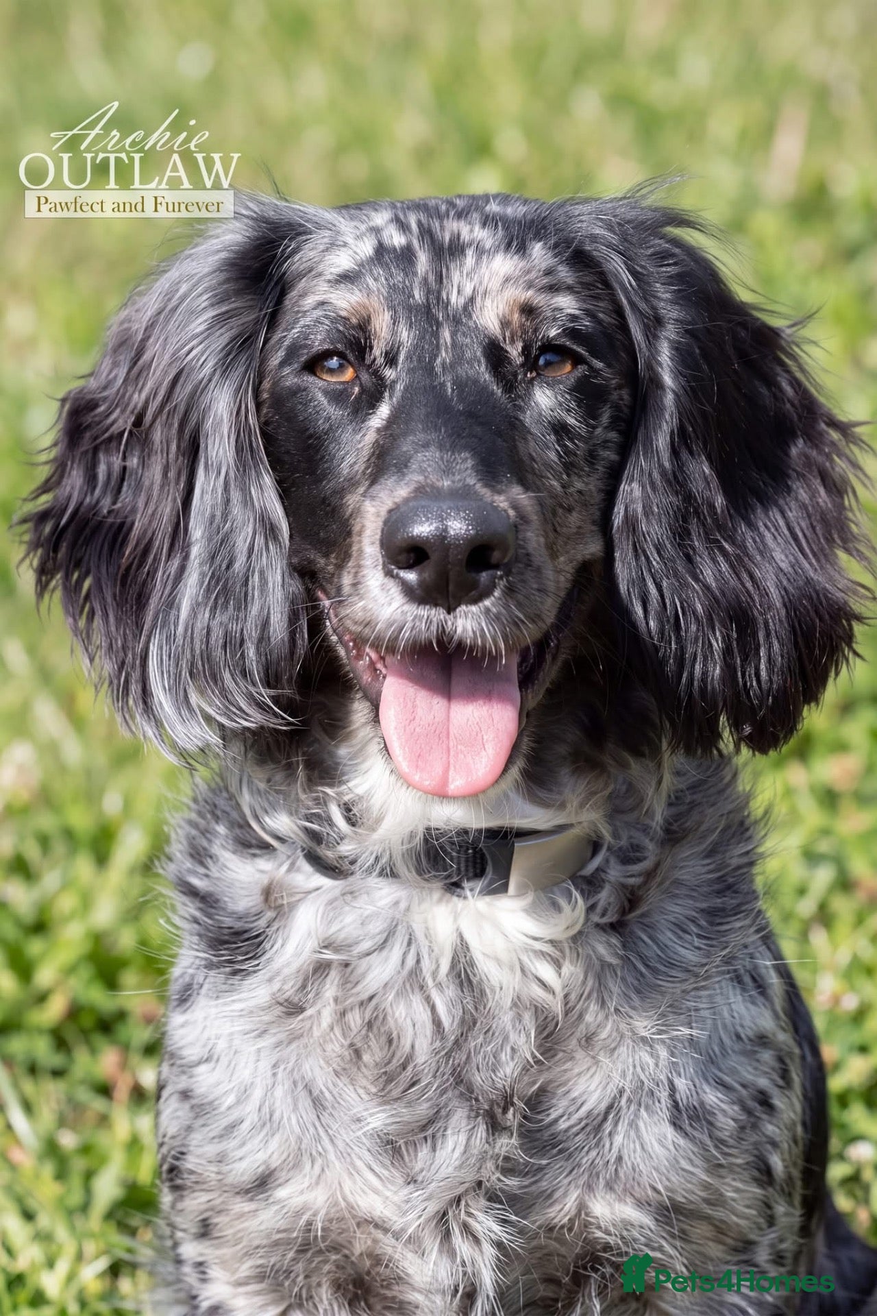 Cocker Spaniel dogs Experienced home only!  - Advert 11