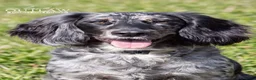 Cocker Spaniel dogs for sale: Experienced home only!  in Haverhill - Advert 1