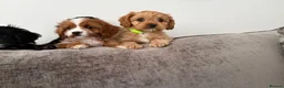 Cavapoo dogs for sale: EXQUISITE & VERY UNUSUAL CAVAPOO PUPPIES  - Advert 6